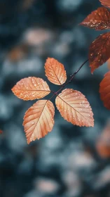 Copper beech leaves with dew against cool bokeh field.