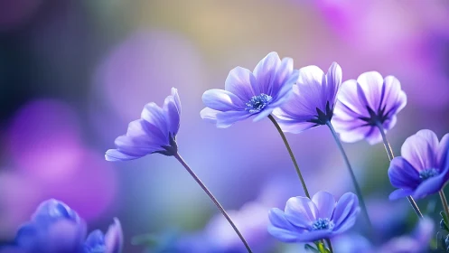 Purple daisy flowers with selective focus in soft garden light.