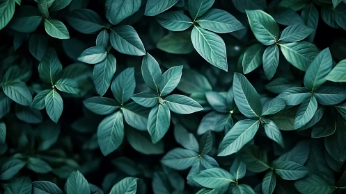 Dense teal foliage fills frame with layered overlapping leaves
