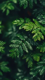 Emerald fern whispers in a shadowy forest hushscape.