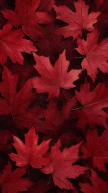 Red maple leaves forming dense overlapping pattern.