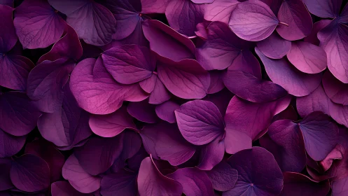 Purple hydrangea petals close-up floral texture background.