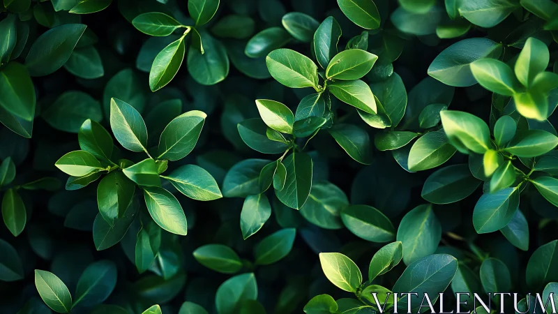 Gentle green leaves glowing softly in calm evening light.