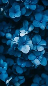 Blue Hydrangea Flowers Close-Up Photography
