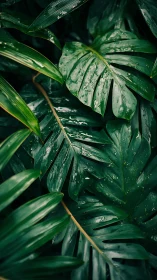 Overlapping tropical leaves form a dense, wet canopy