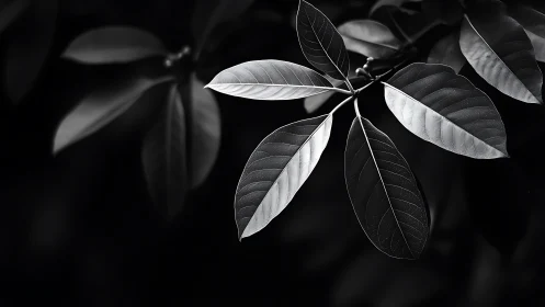 Monochrome leaves catch stark sidelight over deep shadow