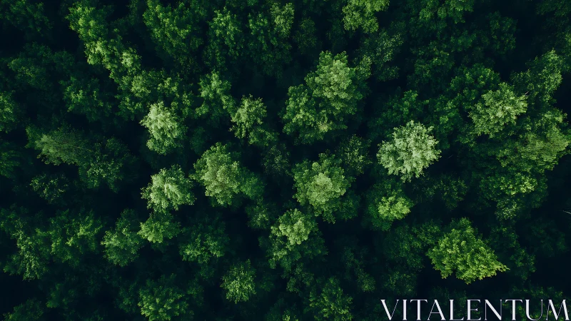Lush Green Forest Canopy from Above, Aerial Nature Photography.