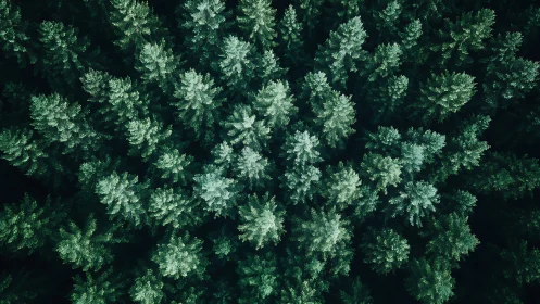 Dense Pine Forest Aerial View with Lush Green Canopy, Nature Photo.