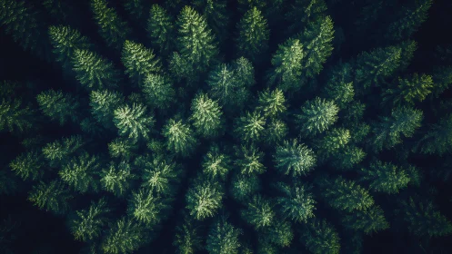 Aerial View of Dense Evergreen Forest in Vibrant Green Tones.
