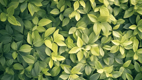 Lush green foliage background with layered fresh leaves.