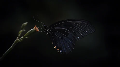 Midnight-winged butterfly sipping starlight from a bud.