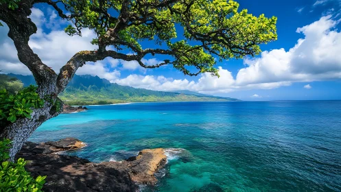 Gnarled Guardian Watches Over Turquoise Paradise