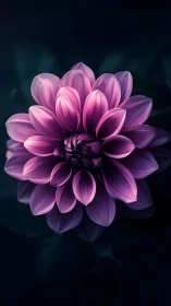 Magenta Dahlia Bloom with Dramatic Chiaroscuro Lighting and Dark Background