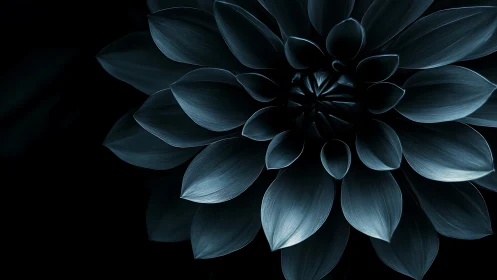 Monochrome Dahlia Bloom Against Dark Background.