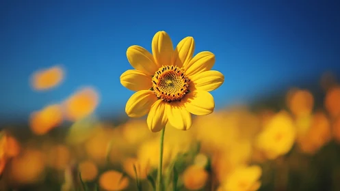 Yellow flower with blurred background against blue sky.