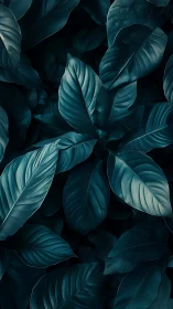 Dark overlapping foliage with blue-green elliptical leaves.