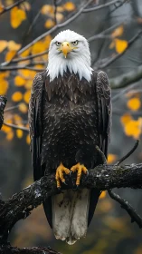 Bald eagle perched on autumn branch with intense gaze