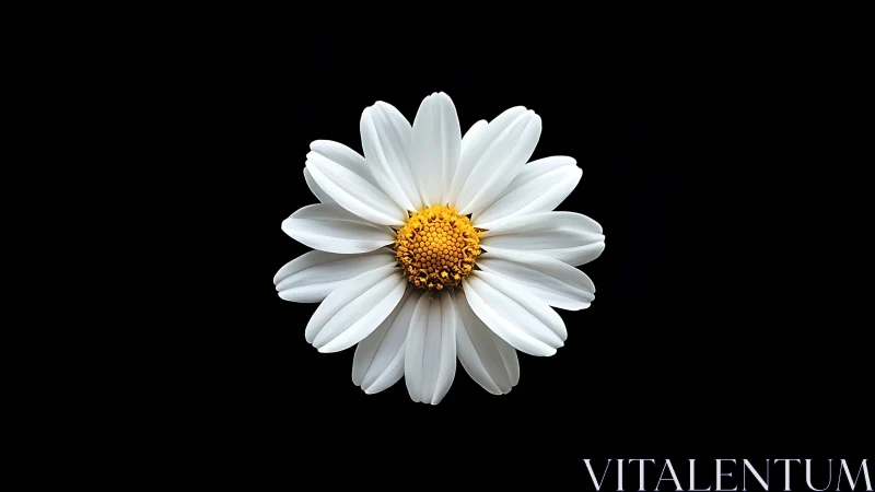 White Daisy with Yellow Center on Black Background.