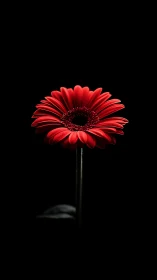 Red Gerbera Daisy with Dark Background