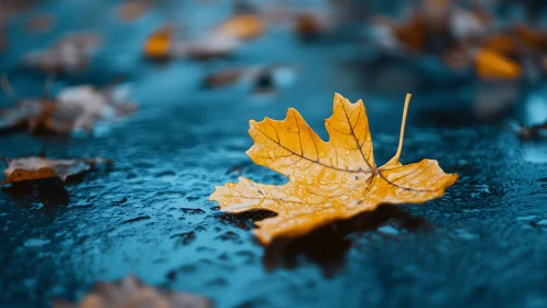 Golden autumn leaf rests on glistening rain-soaked pavement