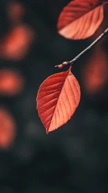 Single autumn leaf glows against a deep, blurred backdrop.
