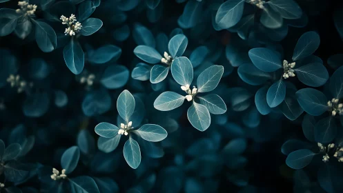 Macro study of teal foliage clusters with shallow depth of field.