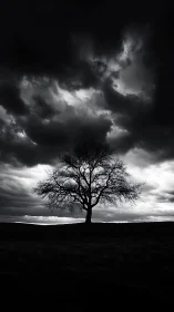 Solitary winter tree silhouettes against dramatic storm sky