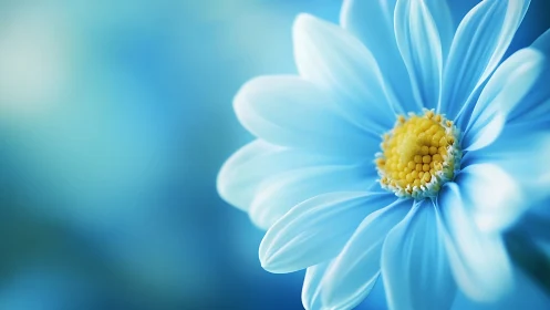 Blue Daisy with Yellow Center on Blurred Background.