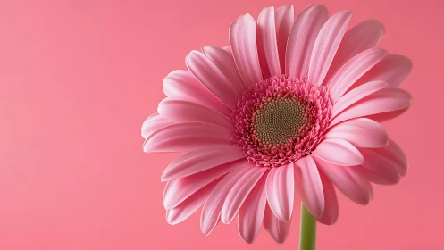 Pink Gerbera Daisy Against Solid Background.