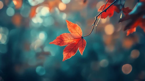 Crimson maple leaf glows against teal bokeh background.