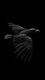 Black Rooster in Flight Against Dark Background