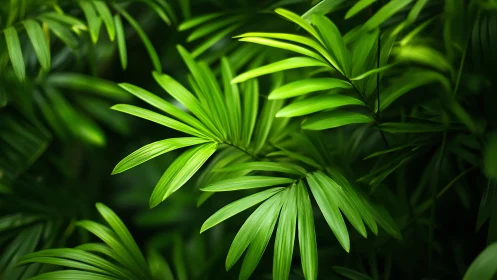 Green palm fronds overlap in dense, directional foliage
