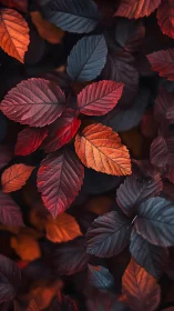 Crimson dusk leaves glowing against moody midnight foliage.