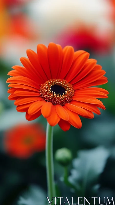 Flame-bright gerbera daisy glows against dreamy garden haze.