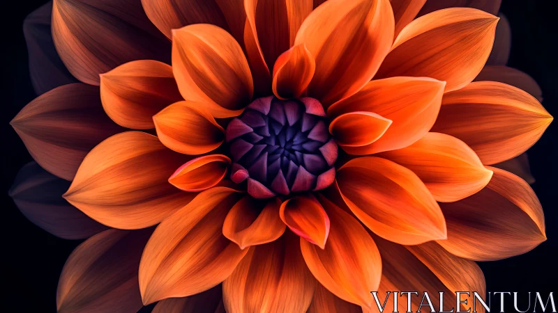 Radiant orange dahlia blooms in a glowing floral embrace