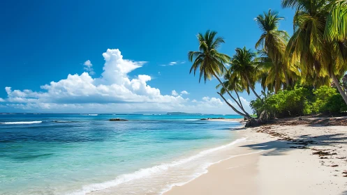 Tropical beach with palm trees, turquoise water and white sand
