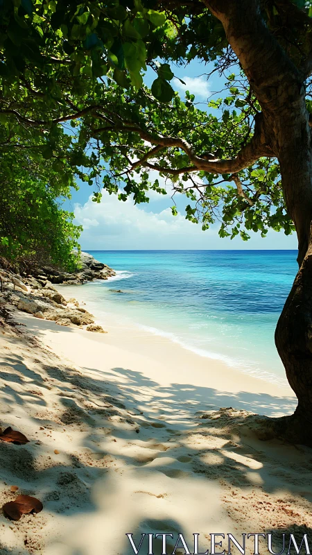 Tropical Beach Framed by Ancient Tree Canopy and Turquoise Waters