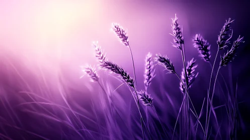 Purple backlit grass stalks in soft shallow focus field.