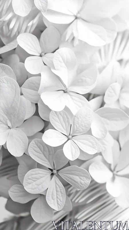 White Hydrangea Flowers in Monochromatic Close-up.