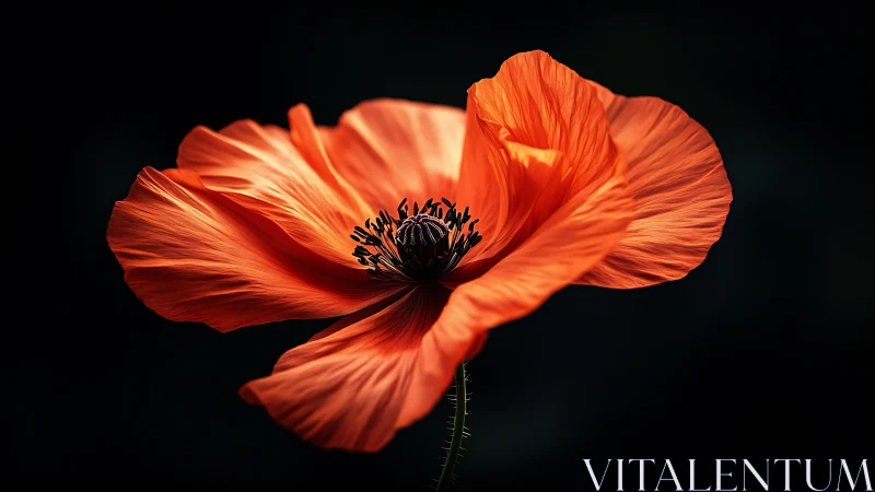 Radiant Poppy Blooming Against the Night.