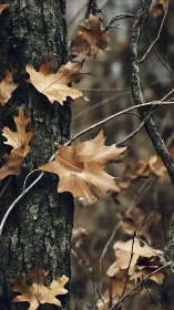 Dry oak leaves cling to rough tree bark in muted forest