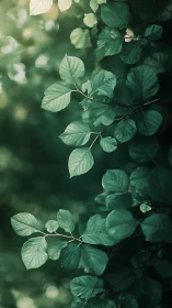 Gentle green leaves resting in soft, dreamy forest light.