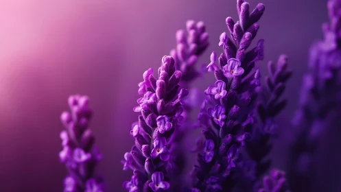 Purple Lavender Blooms Close-up with Soft Focus Background