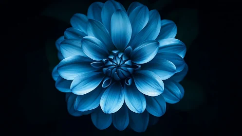 Blue Dahlia Against Dark Backdrop. Luminous Petals.