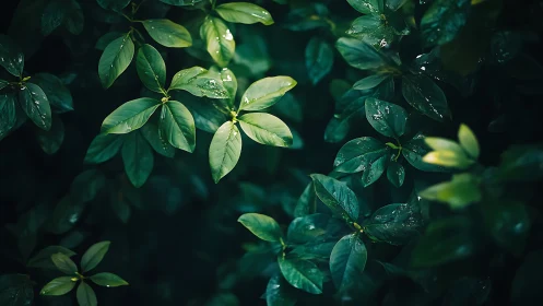 Dense green foliage with wet leaves in soft natural light.