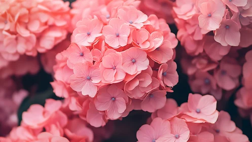 Pink Hydrangea Blooms Captured in Macro Depth of Field.