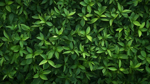 Lush green foliage background with dense overlapping leaves.