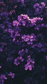 Purple Clustered Blooms Against Dark Foliage.