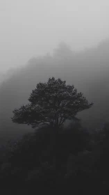 Monochrome lone tree silhouette in fog-drenched hillside composition.