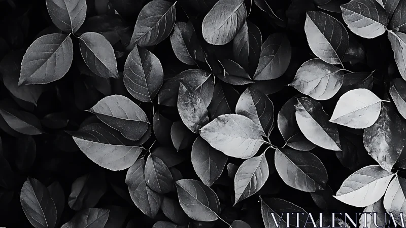 Monochrome close-up of dense overlapping plant leaves.